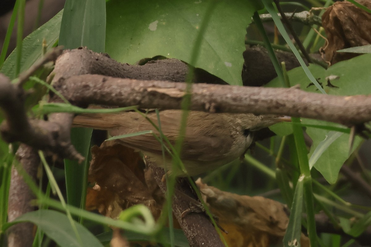 Rousserolle des buissons - ML644304499