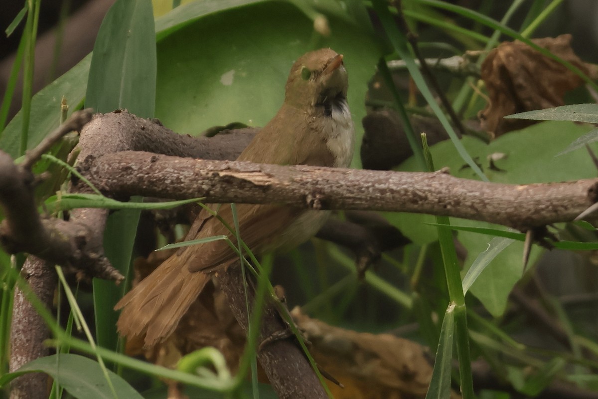 Rousserolle des buissons - ML644304500