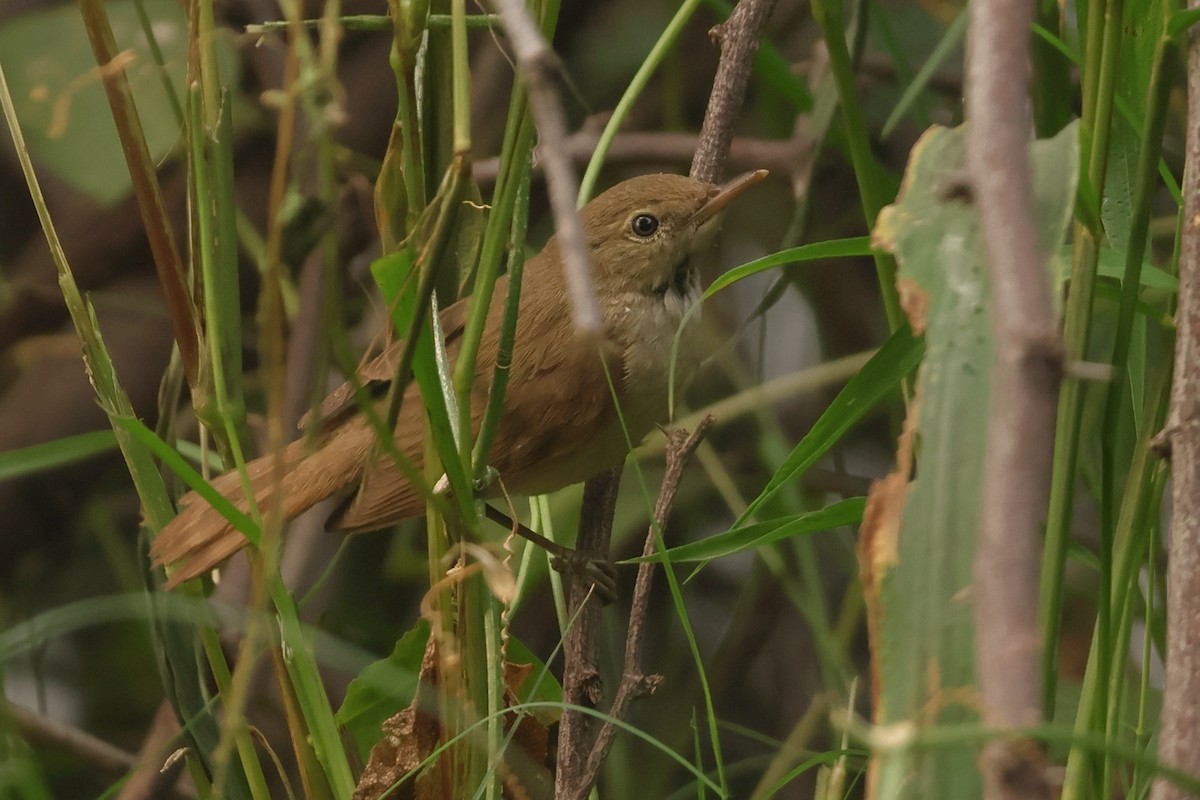 Rousserolle des buissons - ML644304501