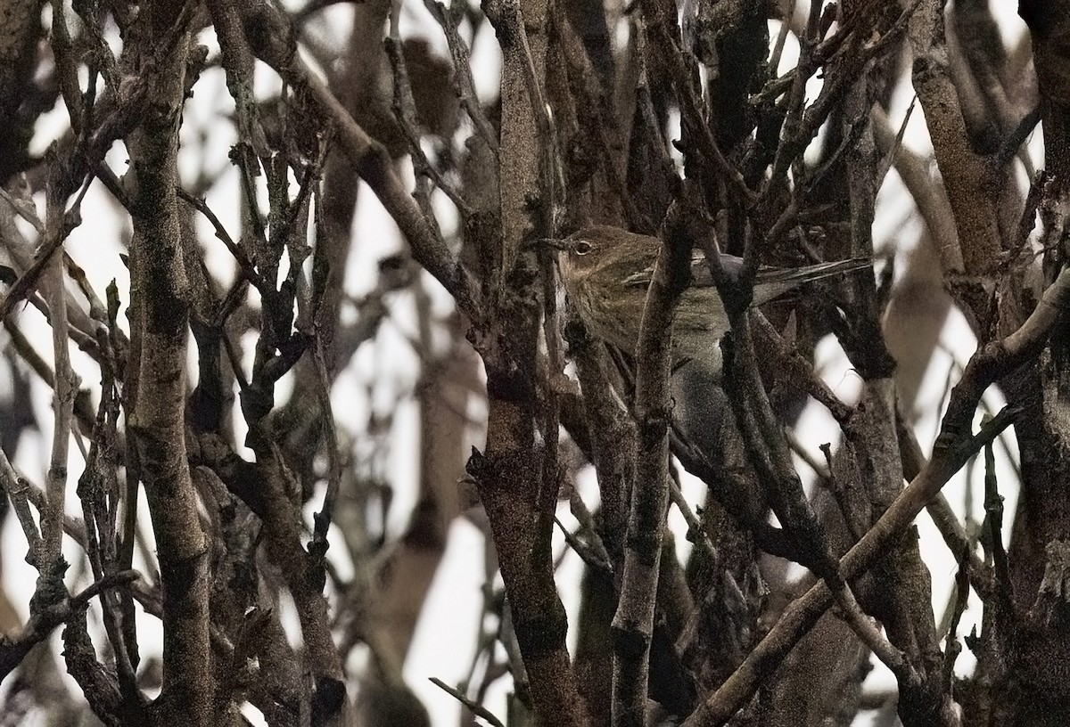 Yellow-rumped Warbler - ML644304505