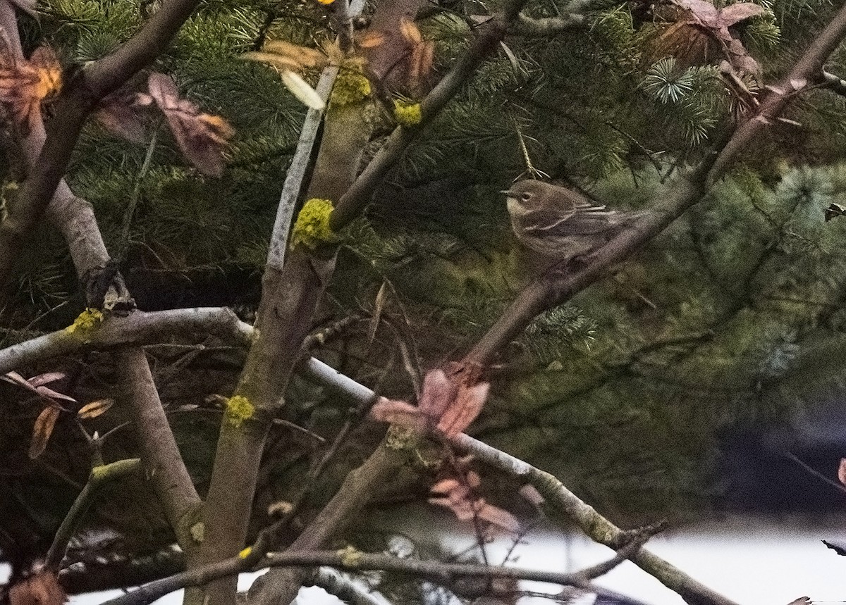 Yellow-rumped Warbler - ML644304506