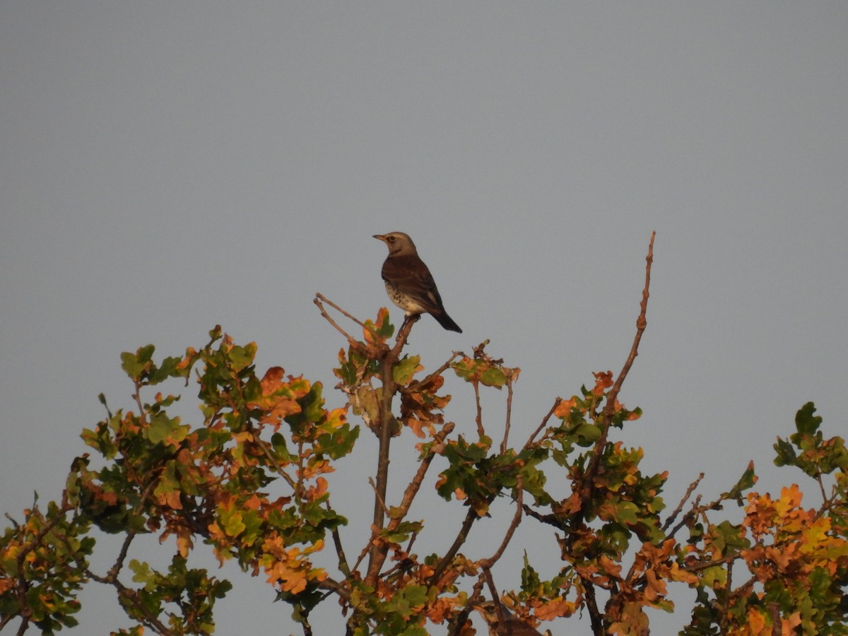 Fieldfare - ML644304507