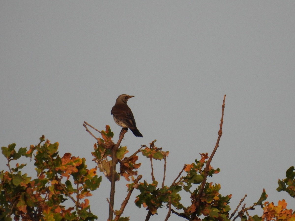 Fieldfare - ML644304508