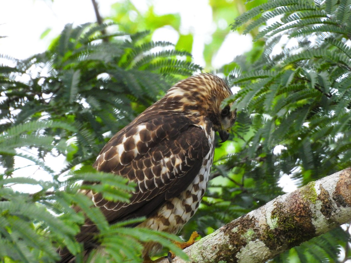 Broad-winged Hawk - ML644304510