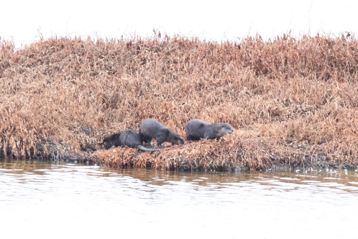 Western River Otter - ML644304511