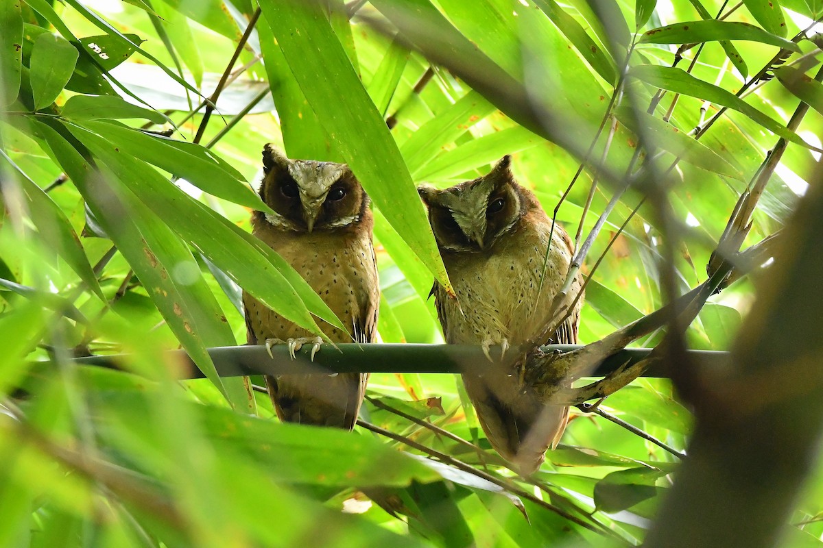 White-fronted Scops-Owl - ML644304512