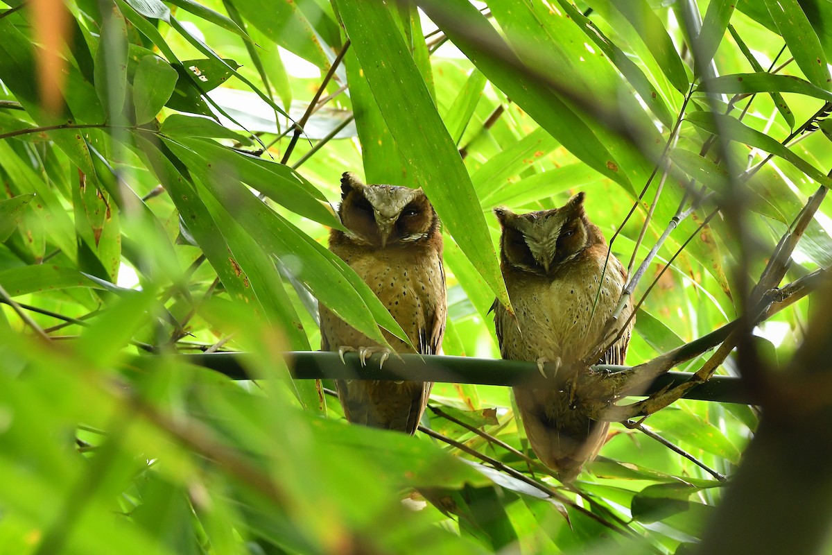 White-fronted Scops-Owl - ML644304513