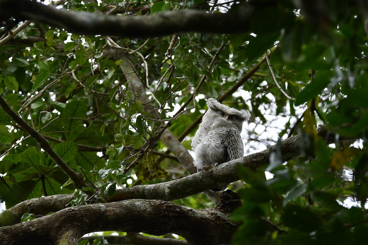 Spot-bellied Eagle-Owl - ML644304515