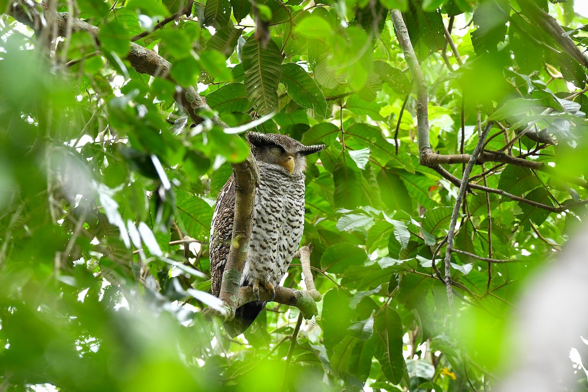 Spot-bellied Eagle-Owl - ML644304516