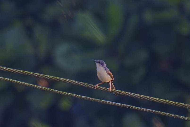 Prinia Cenicienta - ML644304517