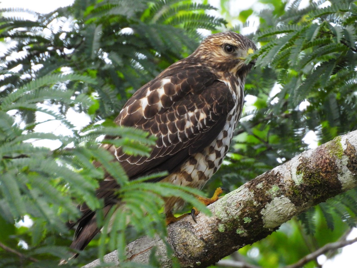 Broad-winged Hawk - ML644304518