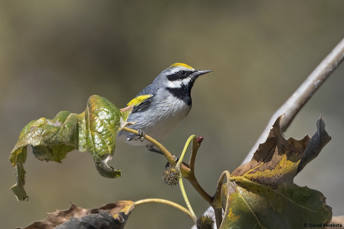 Golden-winged Warbler - ML644304531
