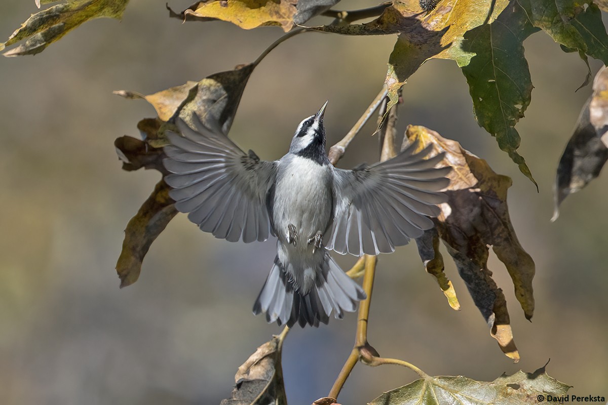 Golden-winged Warbler - ML644304532
