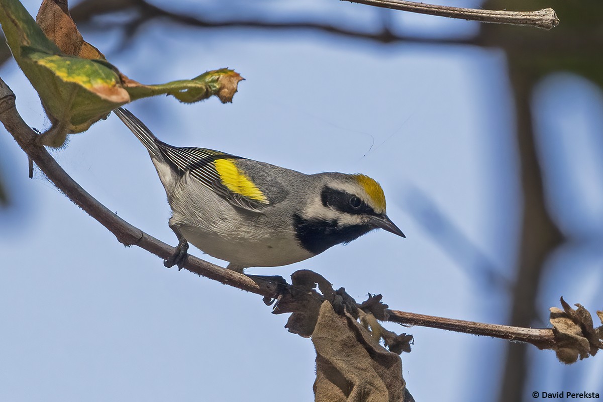 Golden-winged Warbler - ML644304533