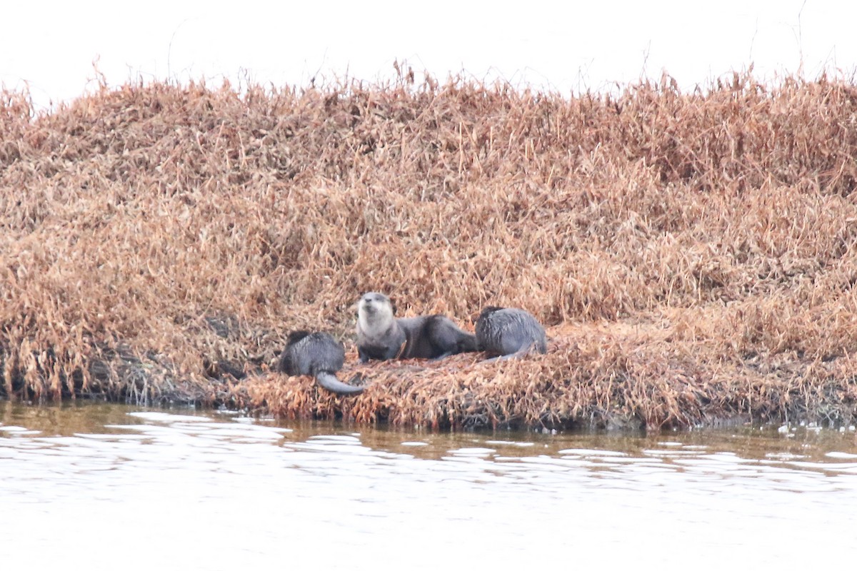Western River Otter - ML644304535