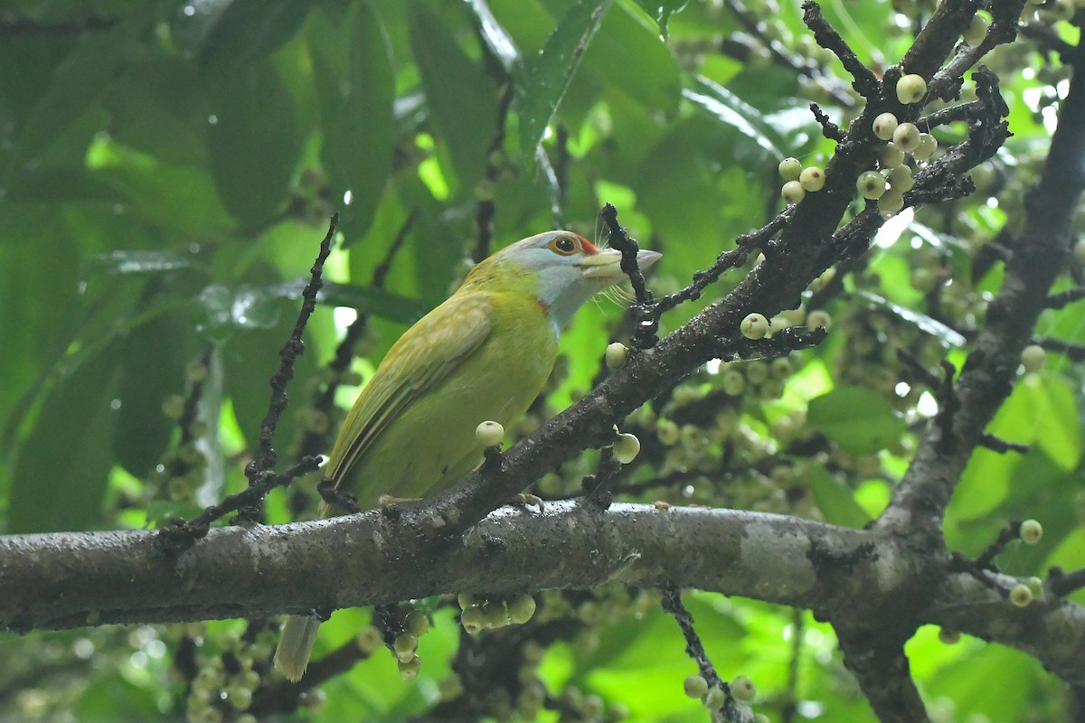 Blue-throated Barbet - ML644304536