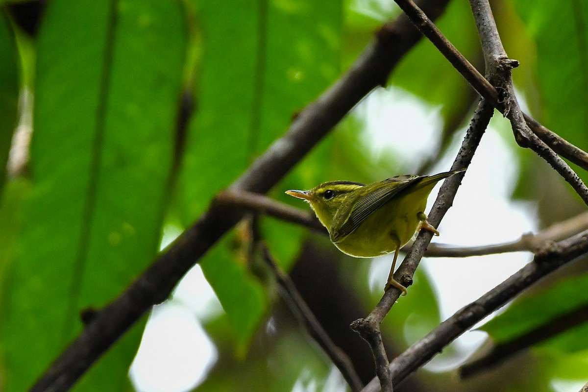 Sulphur-breasted Warbler - ML644304543