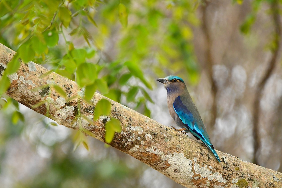 Indochinese Roller - ML644304547