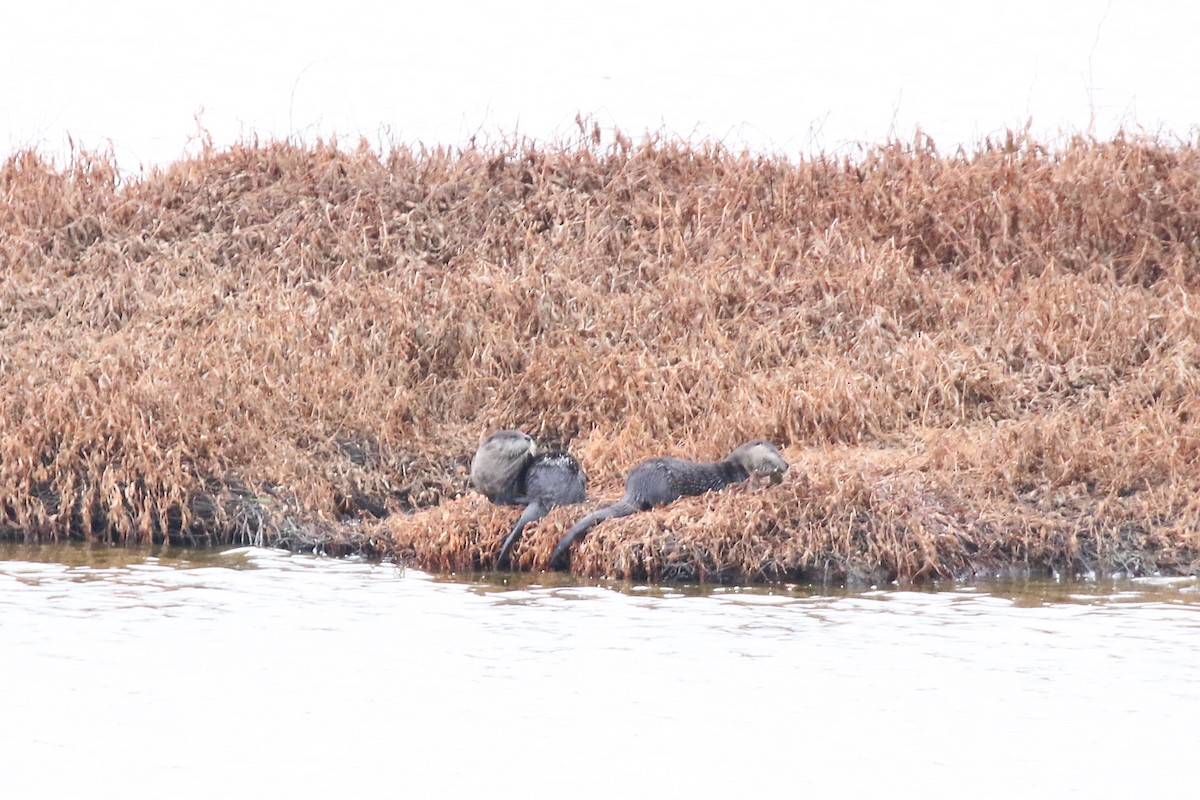 Western River Otter - ML644304549