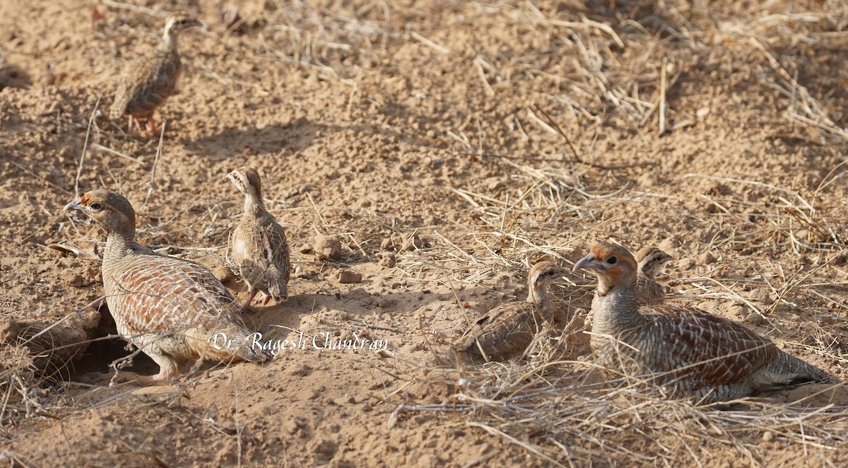 Турач сірий - ML644304560