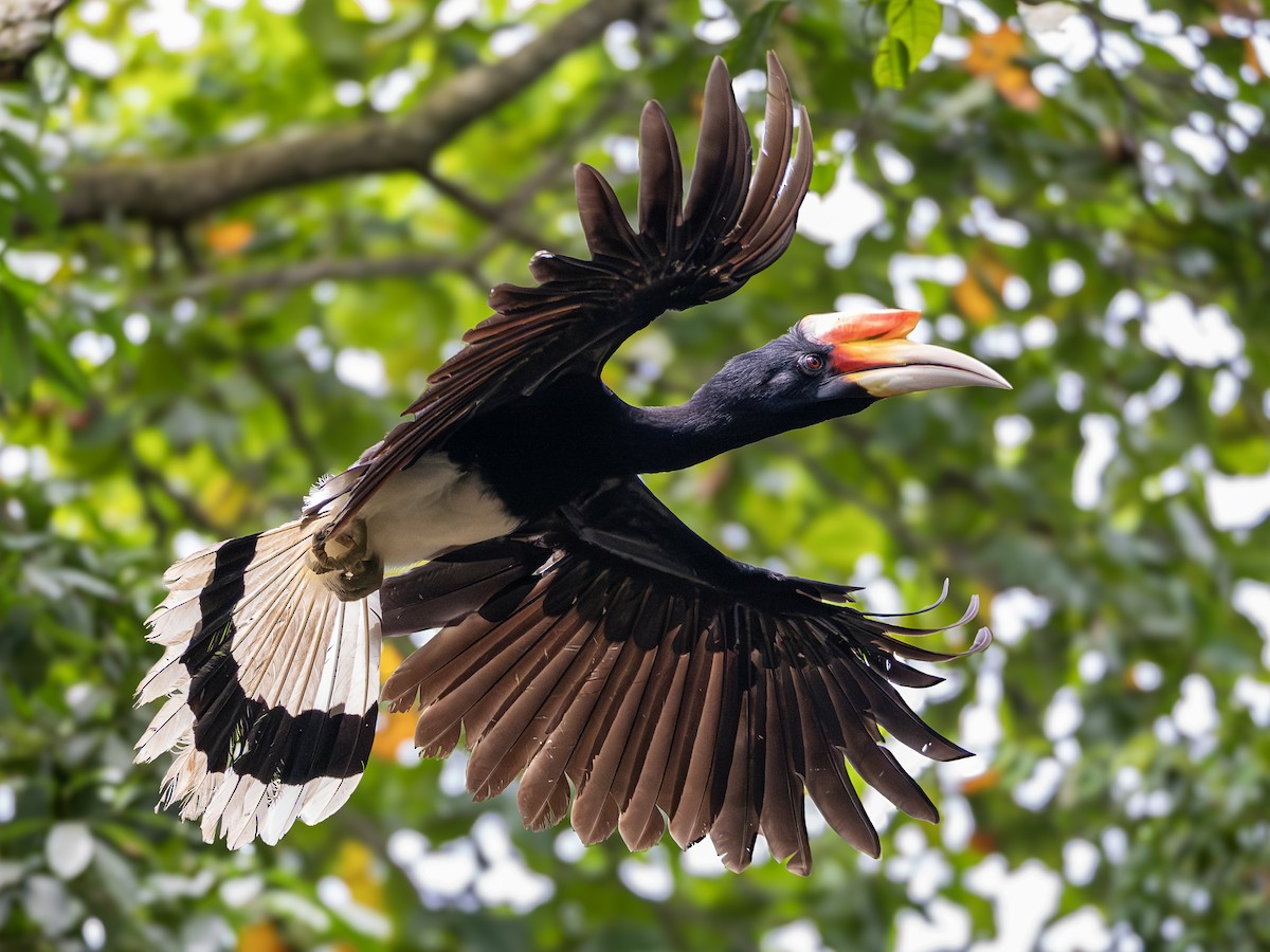 Rhinoceros Hornbill - ML644304564
