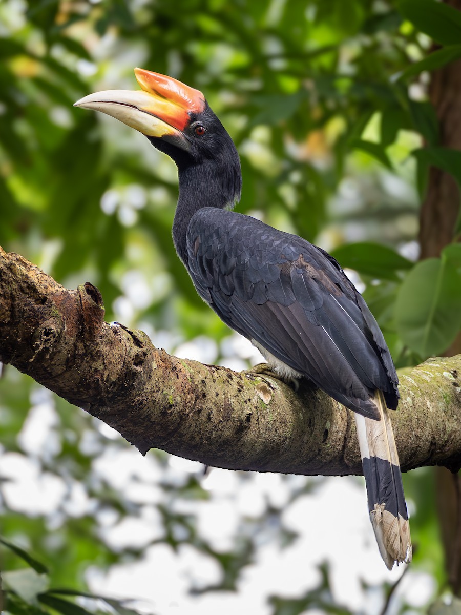 Rhinoceros Hornbill - ML644304565