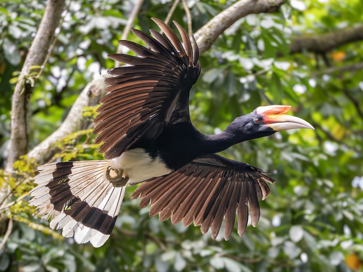 Rhinoceros Hornbill - ML644304566