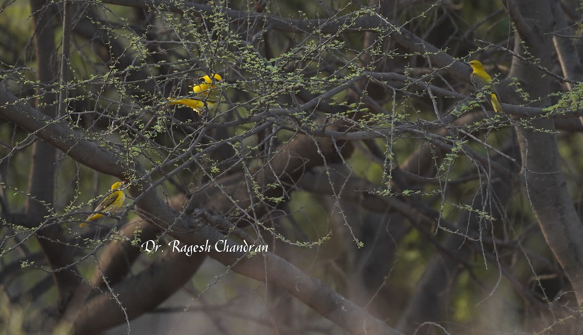 זהבן הודי - ML644304591