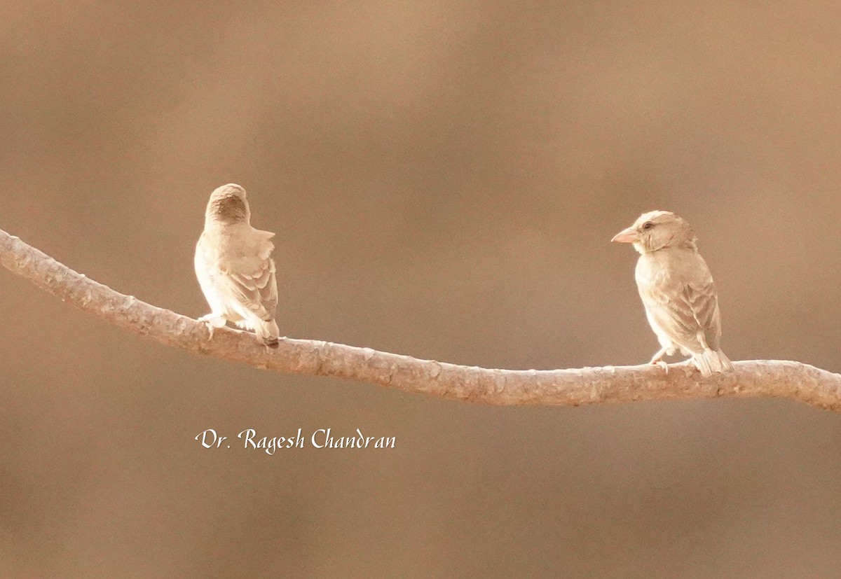 Sarı Boğazlı Serçe - ML644304598