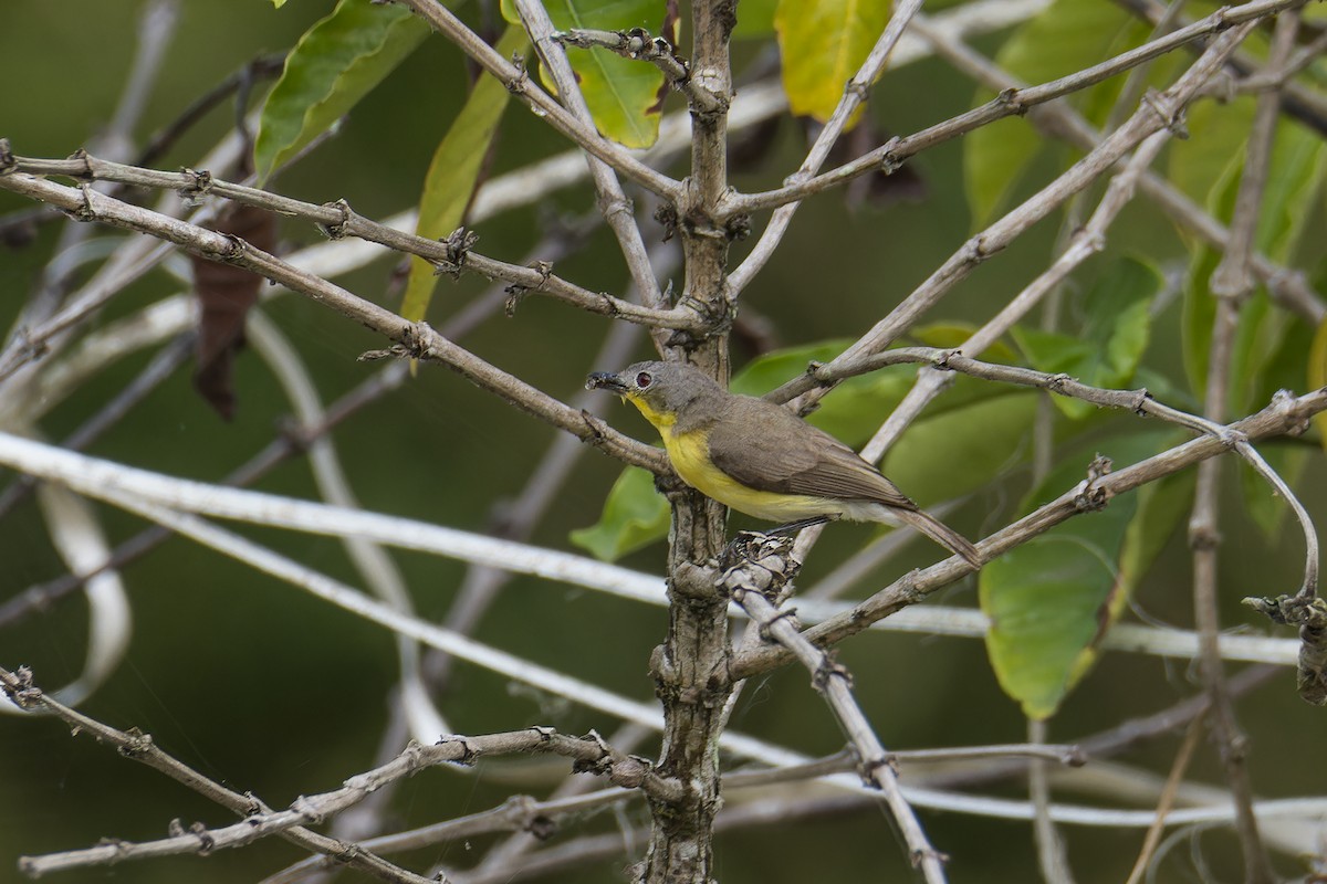 Gérygone soufrée - ML644304611