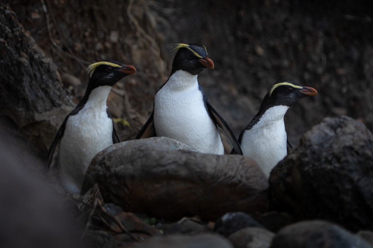Fiordland Penguin - ML644304619
