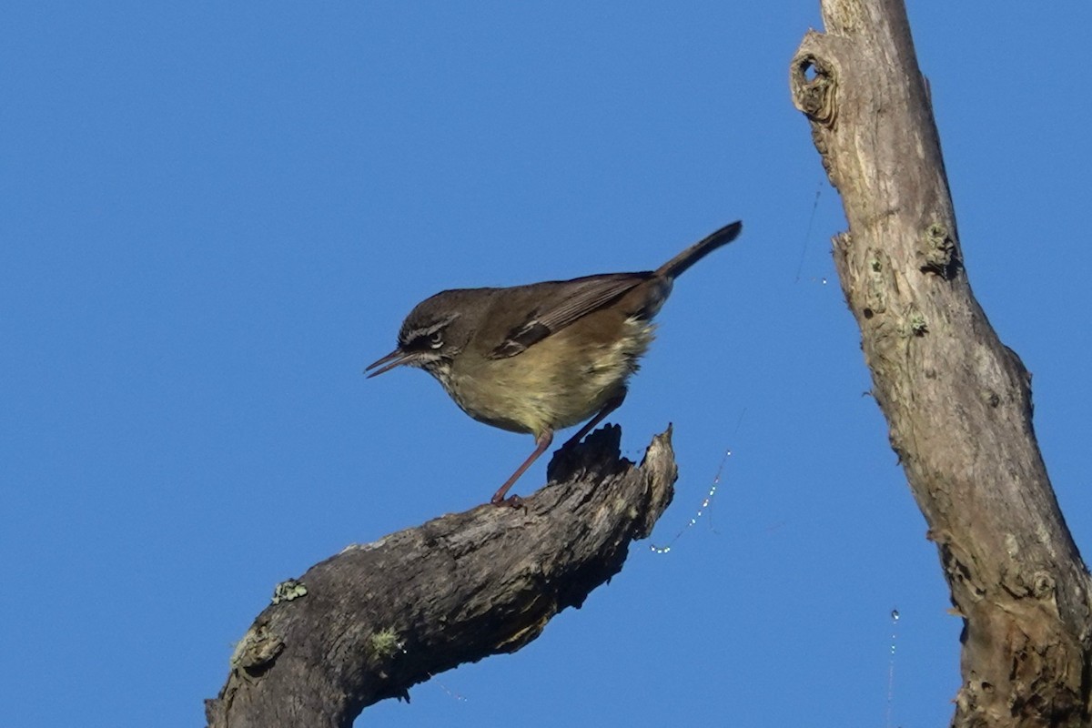 Spotted Scrubwren - ML644304633