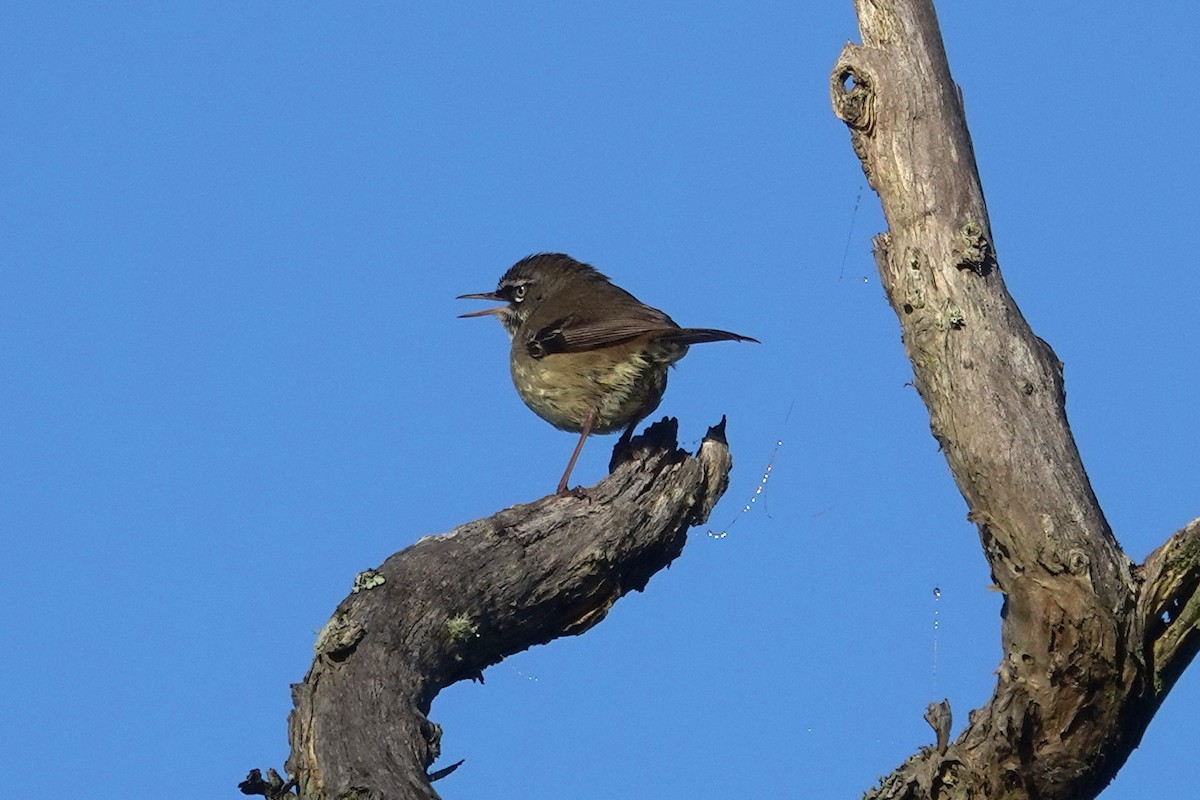 Spotted Scrubwren - ML644304634