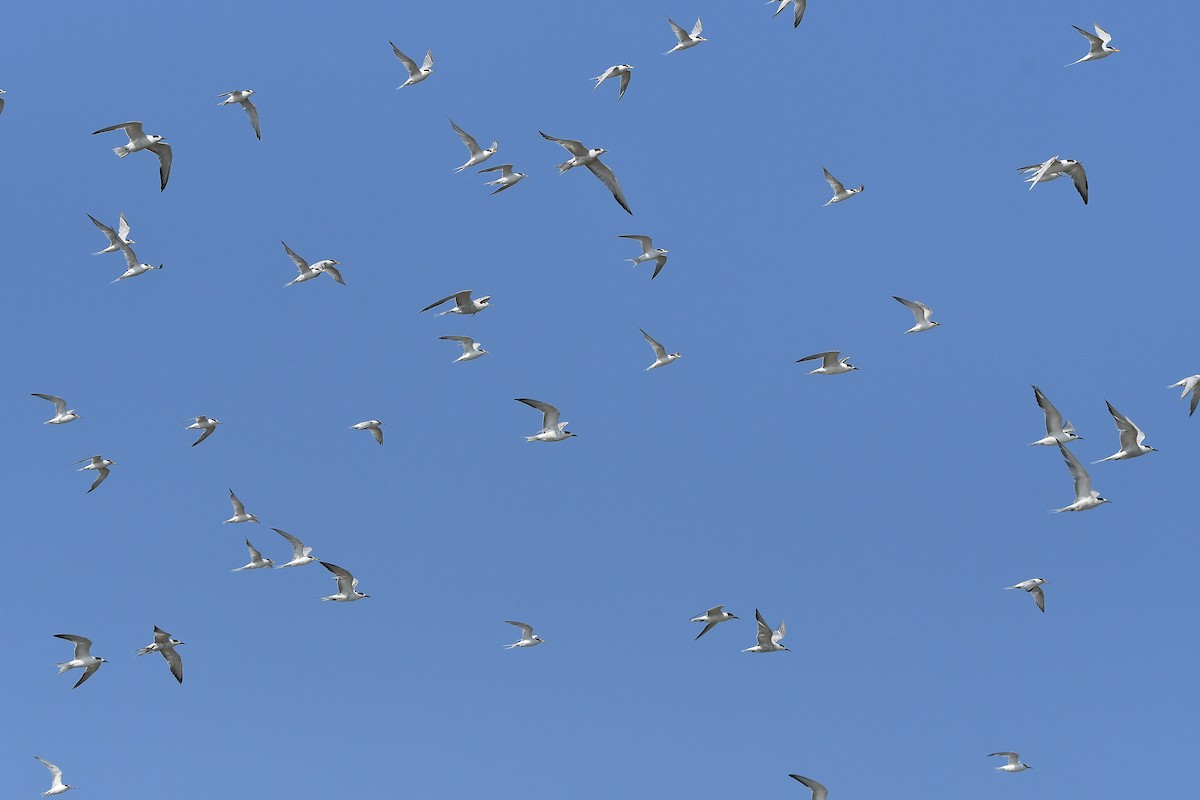 rybák obecný - ML644304636