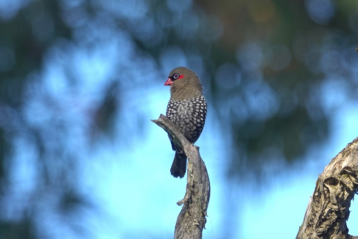 Red-eared Firetail - ML644304647