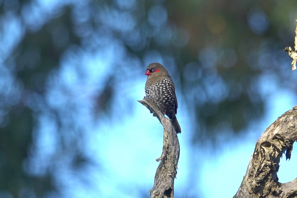 Red-eared Firetail - ML644304648