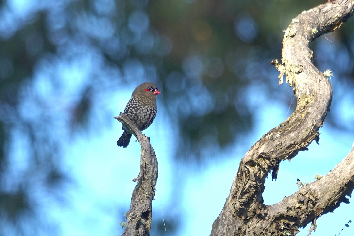 Red-eared Firetail - ML644304649