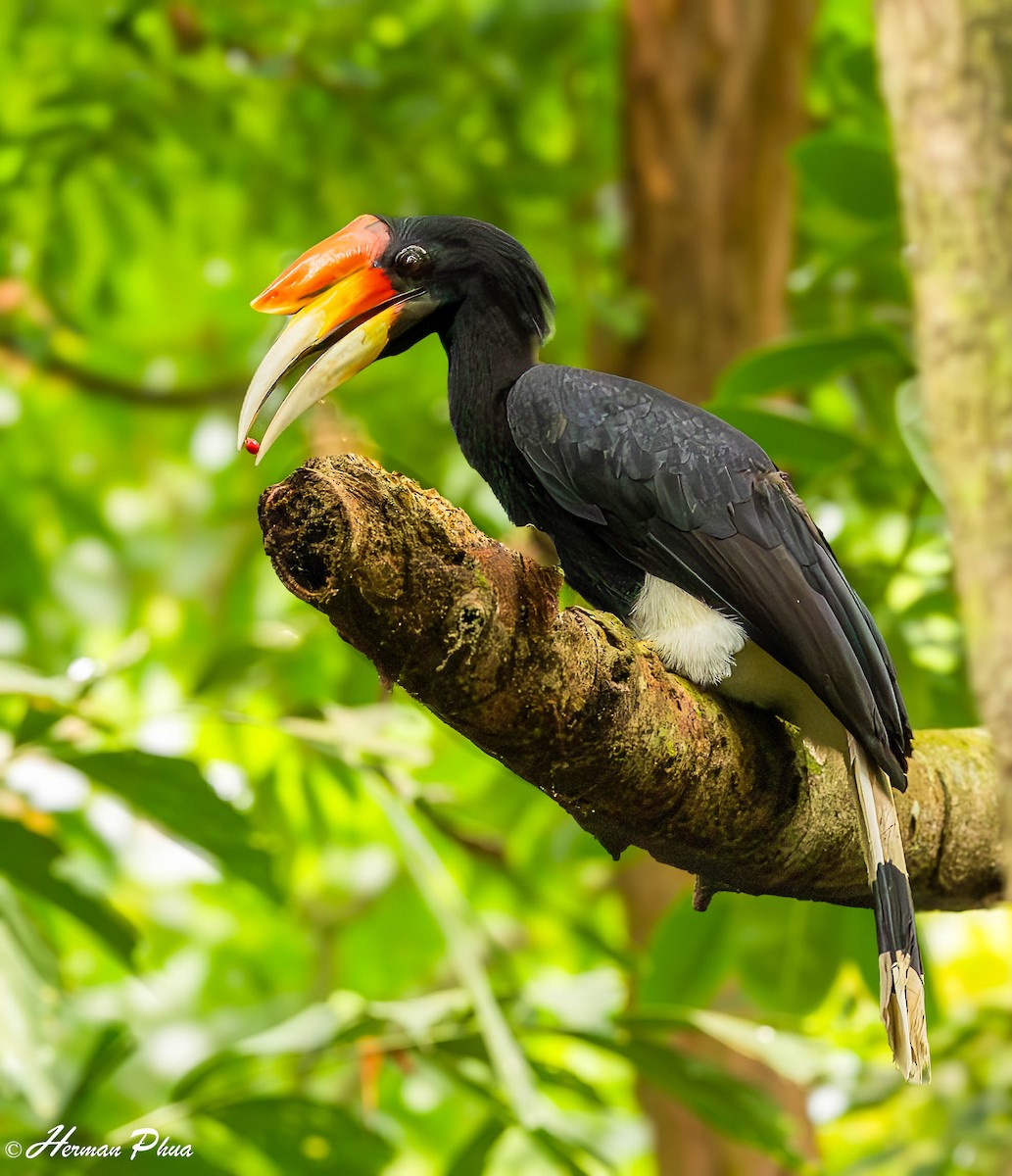 Rhinoceros Hornbill - ML644304656