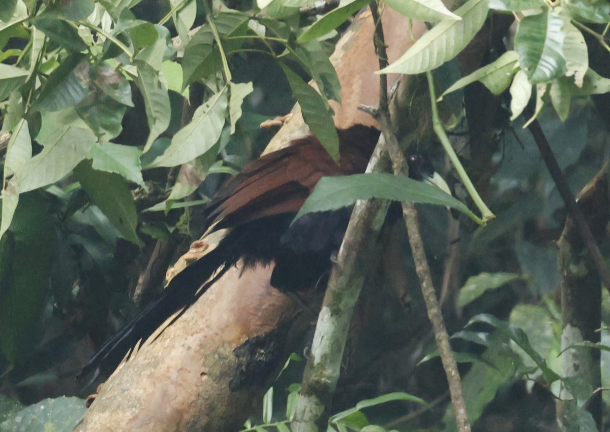 Green-billed Coucal - ML644304657