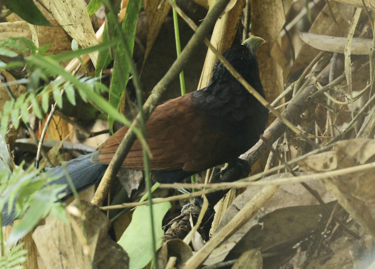 Green-billed Coucal - ML644304661