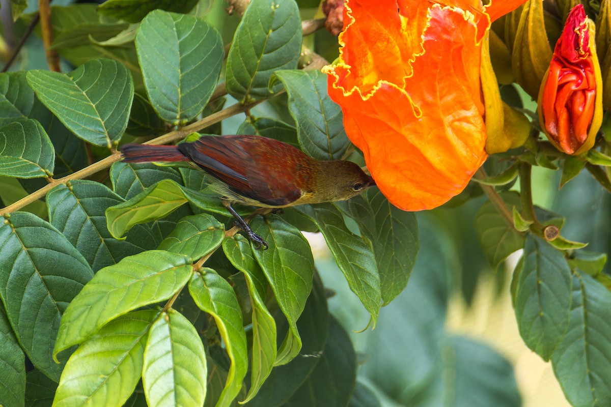 Karmesinnektarvogel (flavostriata/beccarii) - ML644304667