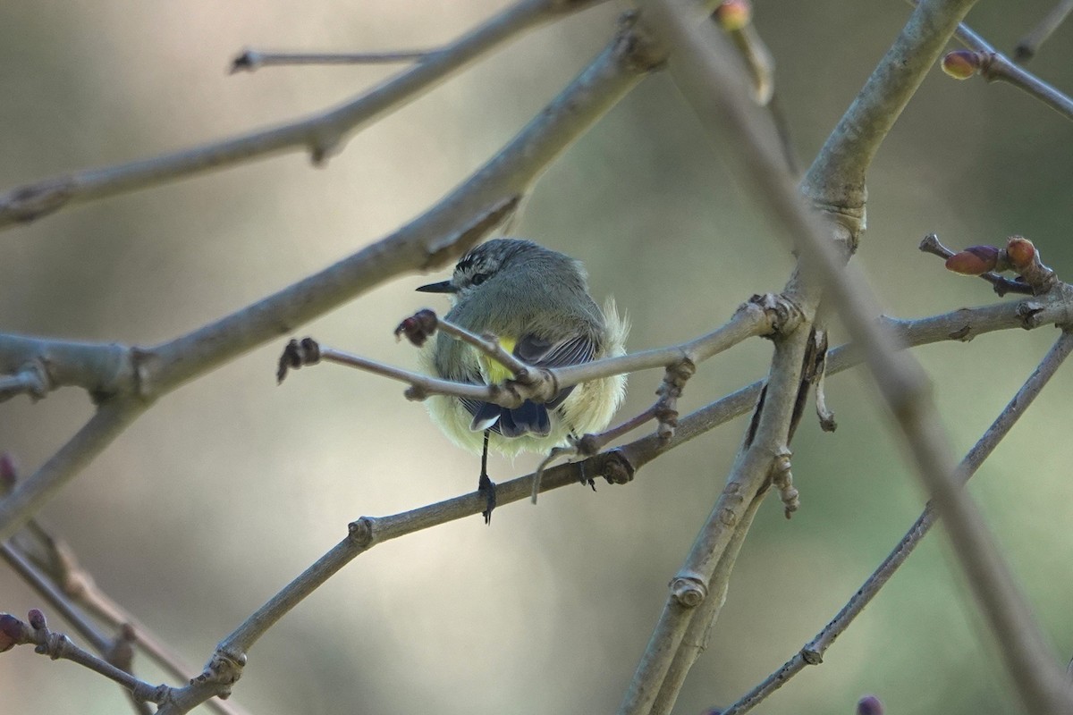 Yellow-rumped Thornbill - ML644304671