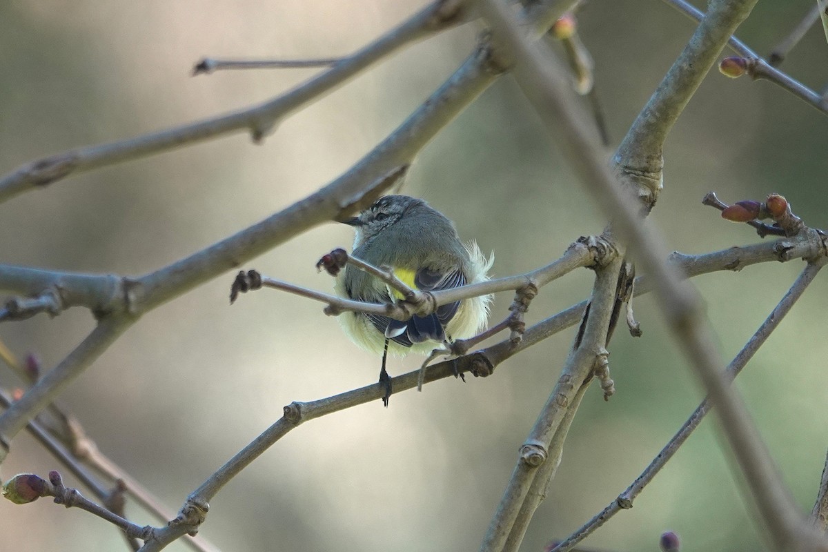 Yellow-rumped Thornbill - ML644304672