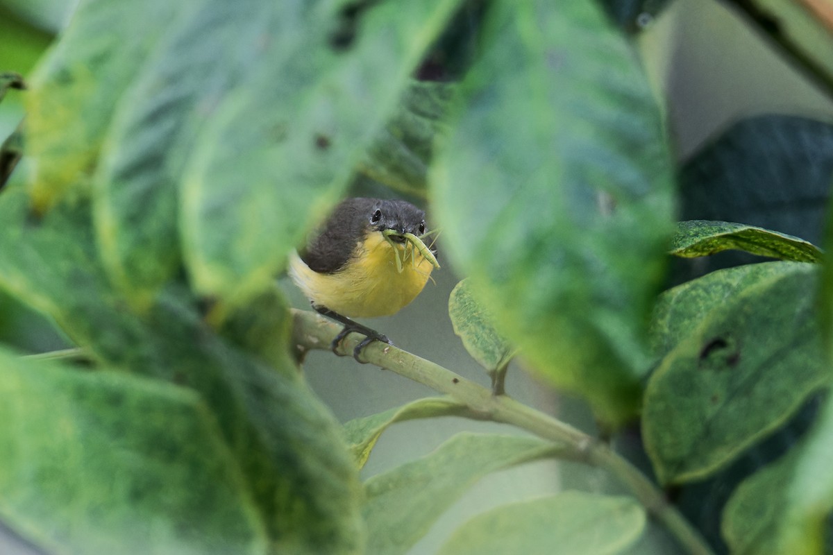 Gérygone soufrée - ML644304674