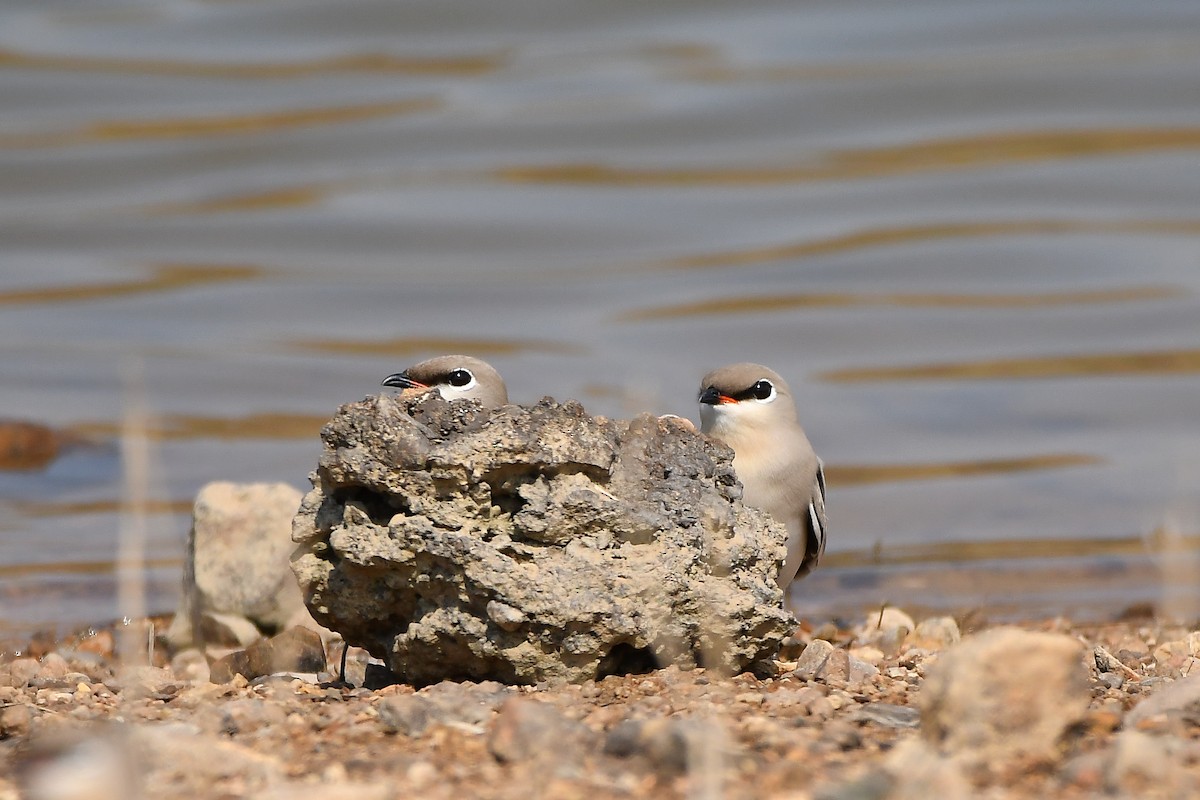 Small Pratincole - ML644304681