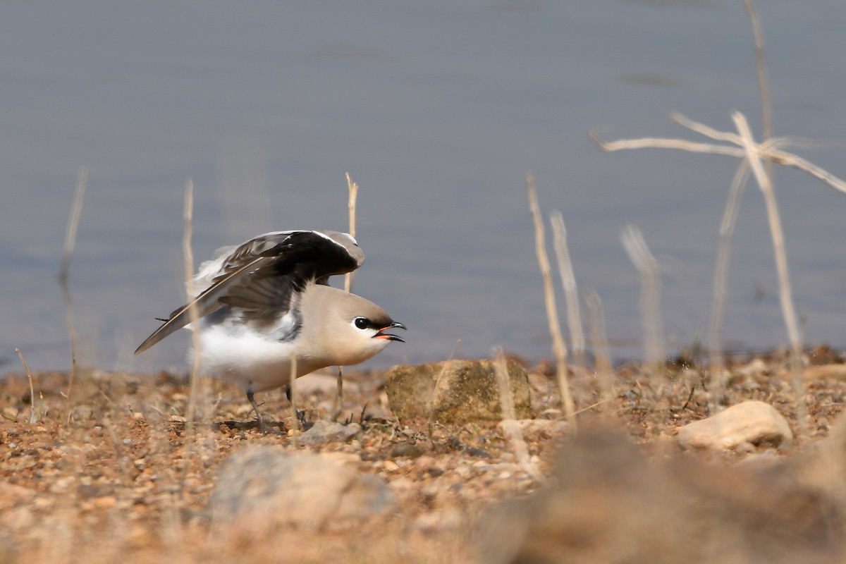 Small Pratincole - ML644304683