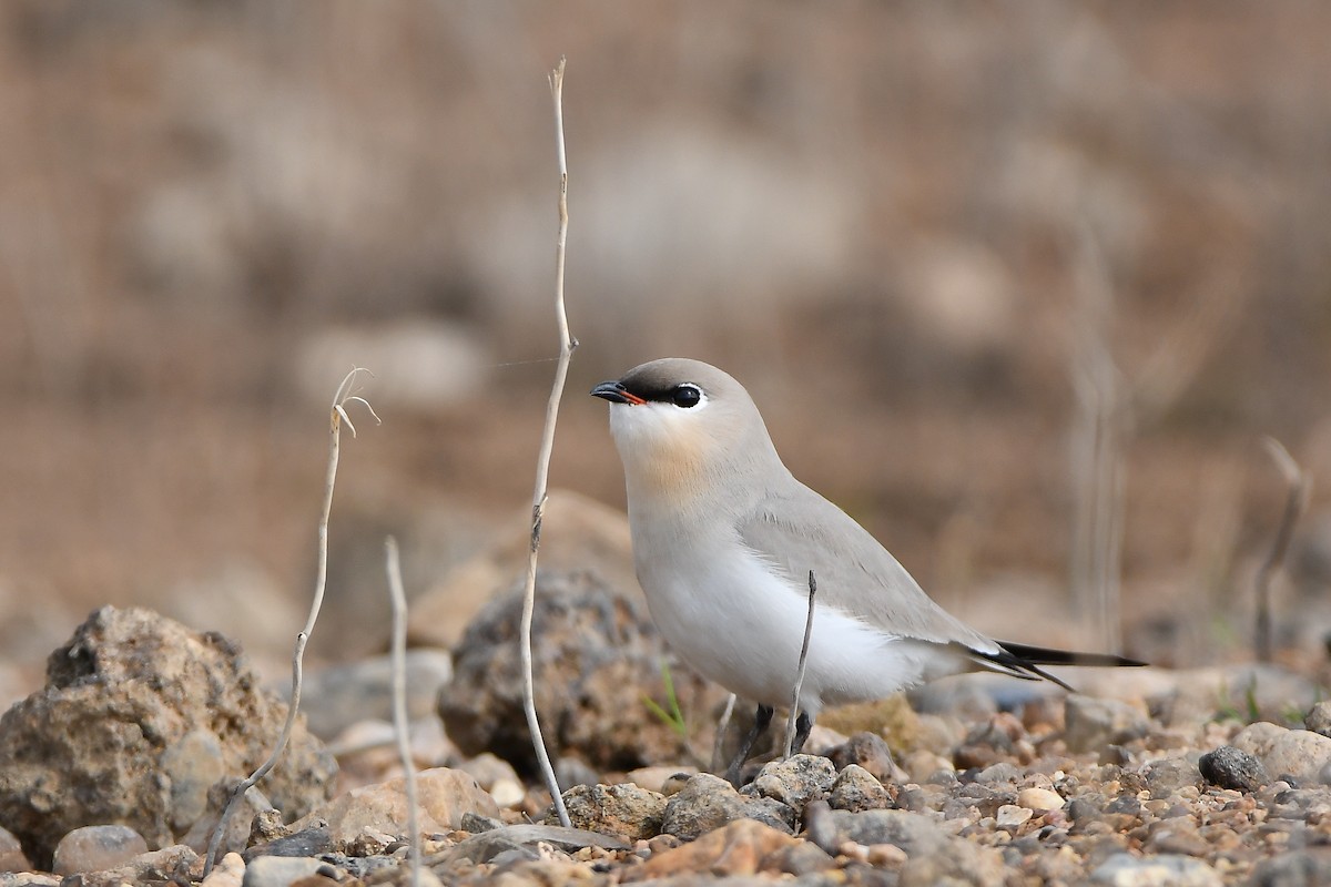 Small Pratincole - ML644304684