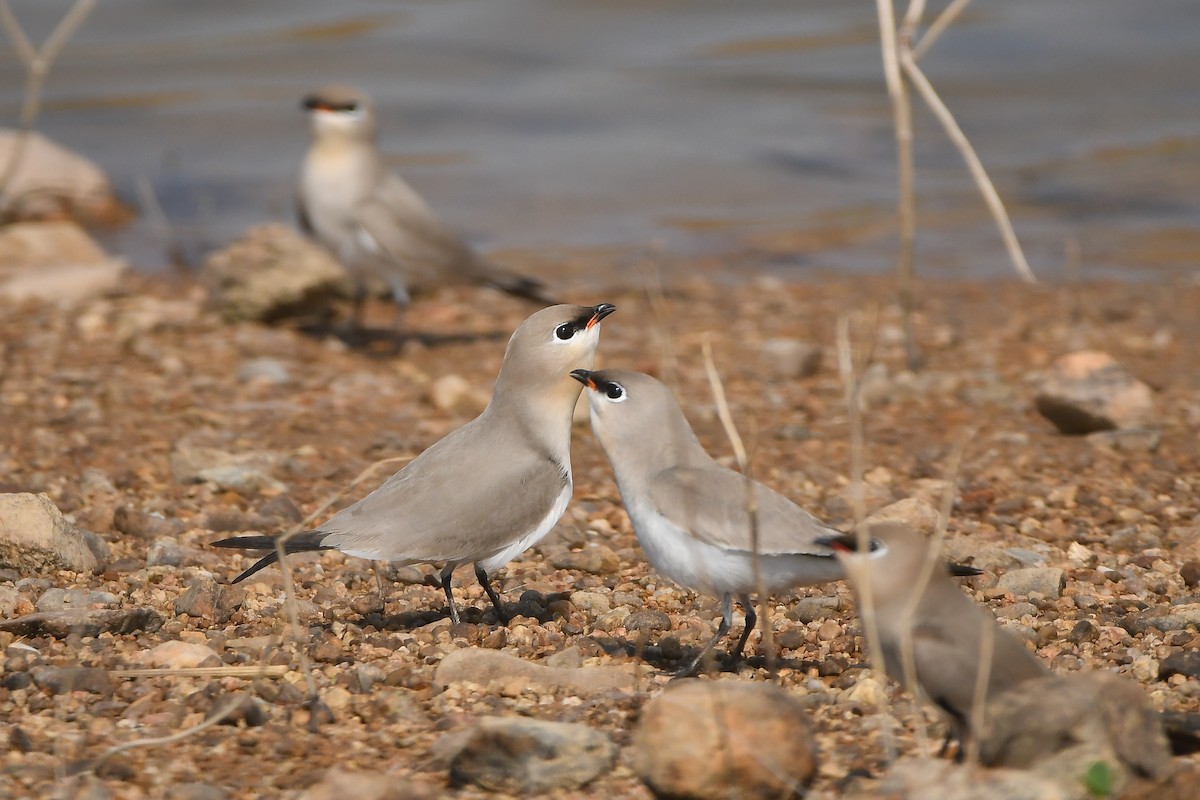 Small Pratincole - ML644304685