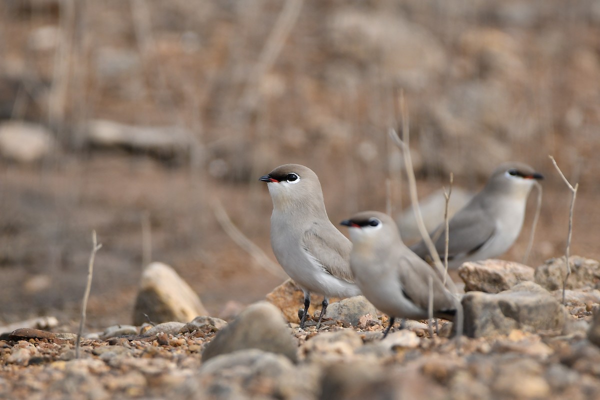 Small Pratincole - ML644304686