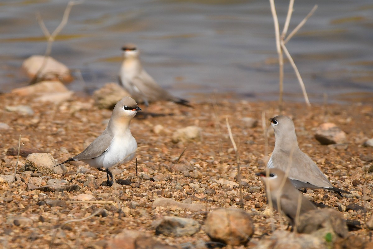 Small Pratincole - ML644304687